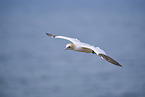 flying gannet