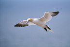 flying gannet