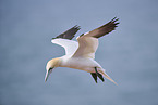 flying gannet