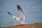 flying gannet