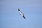 flying gannet