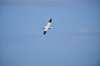 flying gannet