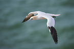 flying gannet