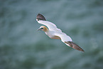 flying gannet