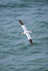 flying gannet