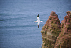 flying gannet