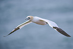 flying gannet