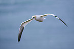 flying gannet