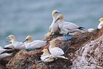 gannet