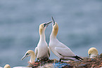 gannet