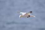 flying gannet