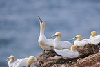 gannet