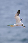 flying gannet