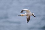 flying gannet