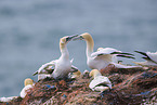 gannet