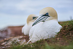 gannet