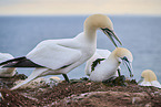 gannet