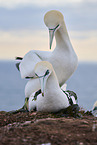 gannet