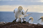 gannet