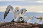 gannet