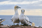gannet