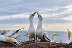 gannet