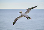 flying gannet