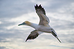 flying gannet
