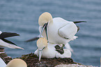 gannet
