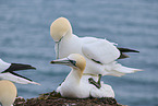 gannet