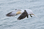 flying gannet