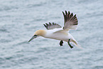 flying gannet