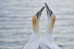 gannet portrait