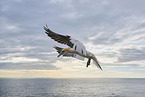 flying gannet