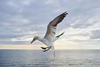 flying gannet