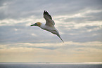 flying gannet