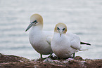 gannet