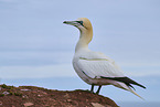 gannet
