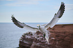 flying gannet