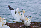 gannet