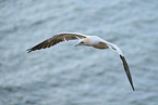 flying gannet