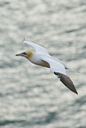 flying gannet