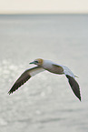 flying gannet