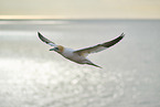 flying gannet
