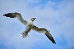 flying gannet