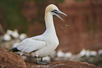 gannet