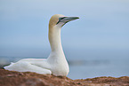 gannet