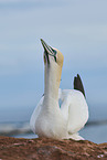 gannet