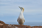 gannet