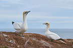 gannet